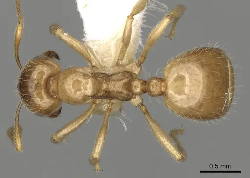 Aphaenogaster dulcineae specimen