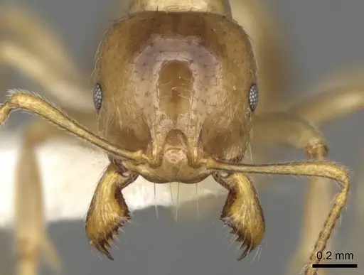 Aphaenogaster dulcineae specimen