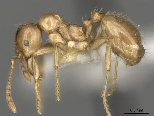 Aphaenogaster dulcineae specimen