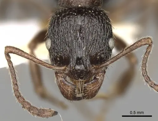 Aphaenogaster epirotes specimen