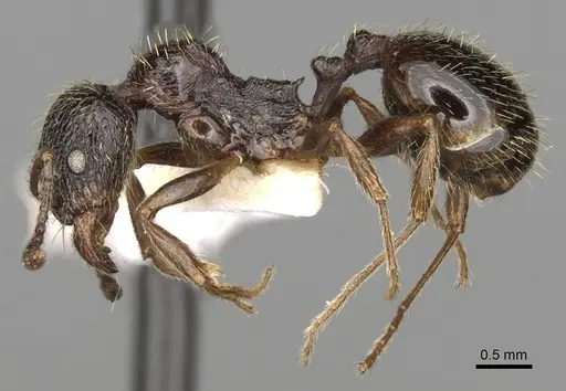 Aphaenogaster epirotes specimen