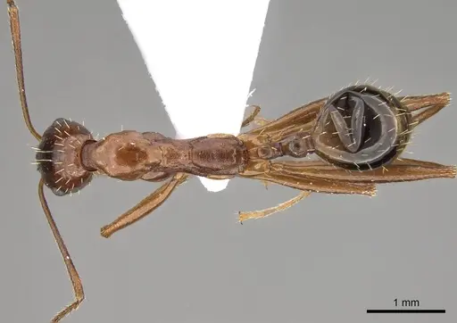 Aphaenogaster equestris specimen