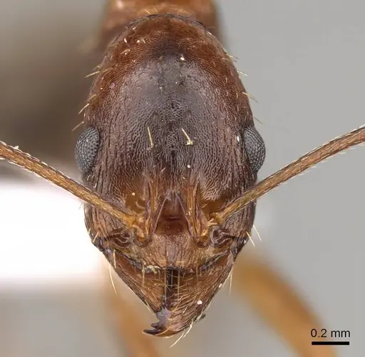 Aphaenogaster equestris specimen