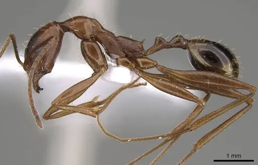 Aphaenogaster equestris specimen