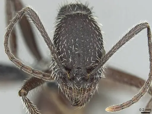 Aphaenogaster espadaleri specimen