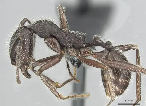Aphaenogaster espadaleri specimen