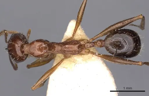 Aphaenogaster fabulosa specimen