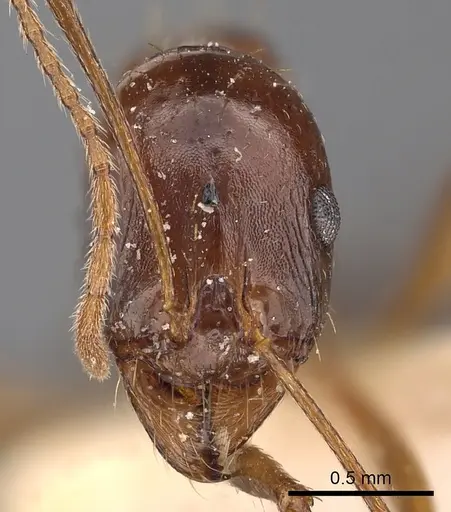 Aphaenogaster fabulosa specimen