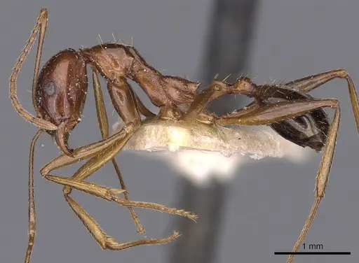 Aphaenogaster fabulosa specimen
