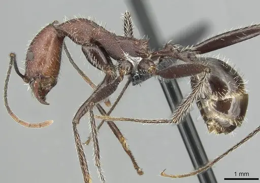 Aphaenogaster fallax specimen