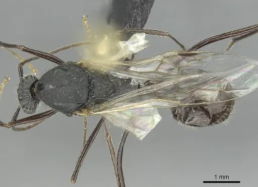 Aphaenogaster fallax - CASENT0913789