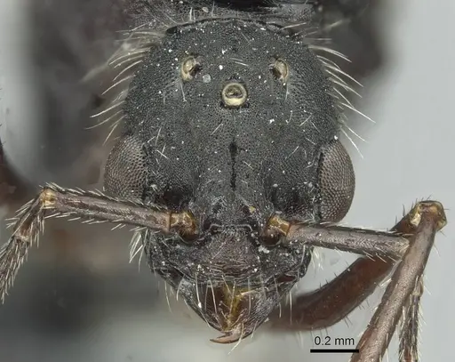 Aphaenogaster fallax - CASENT0913789