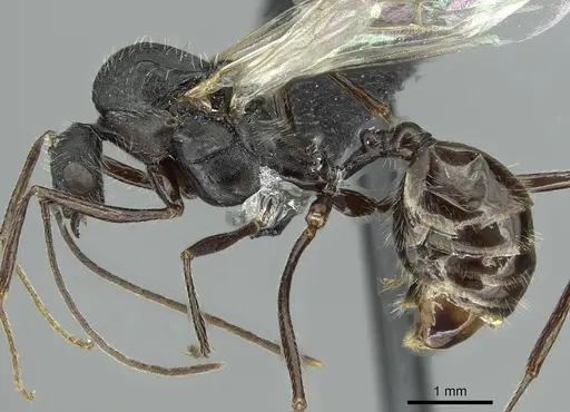 Aphaenogaster fallax - CASENT0913789