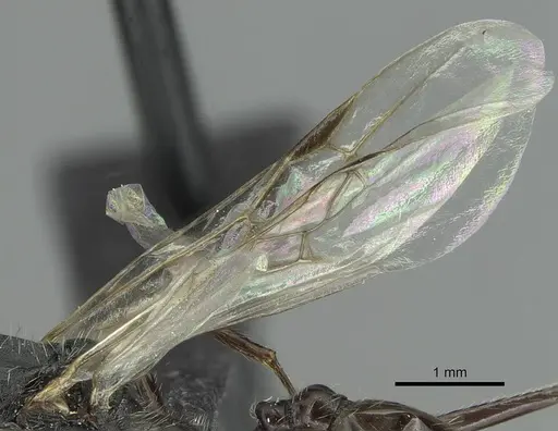 Aphaenogaster fallax - CASENT0913789