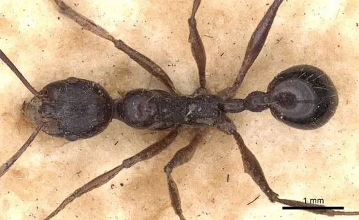 Aphaenogaster famelica specimen