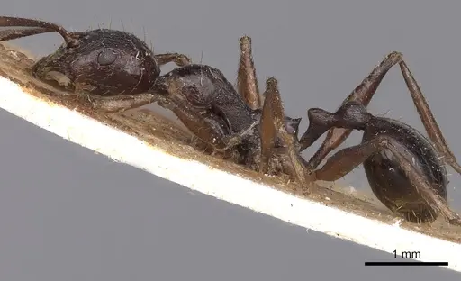 Aphaenogaster famelica specimen