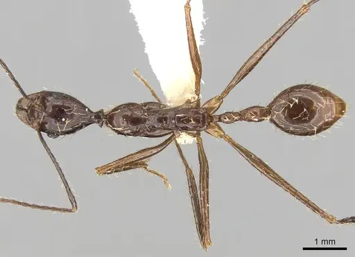 Aphaenogaster feae specimen