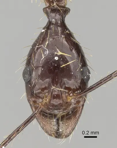 Aphaenogaster feae specimen