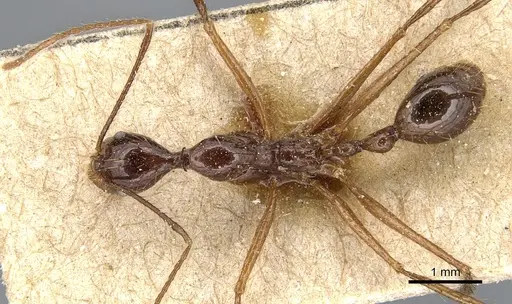 Aphaenogaster feae - CASENT0904185