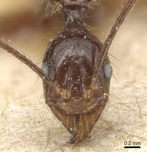 Aphaenogaster feae - CASENT0904185