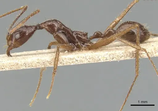 Aphaenogaster feae - CASENT0904185