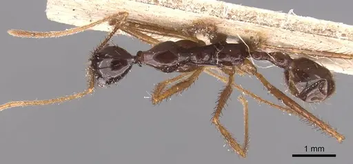 Aphaenogaster feae - CASENT0905773