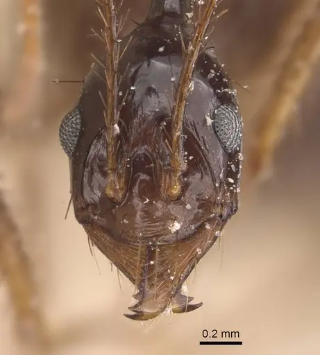 Aphaenogaster feae - CASENT0905773