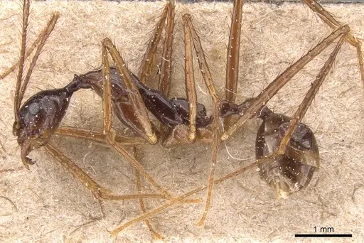 Aphaenogaster feae - CASENT0905773