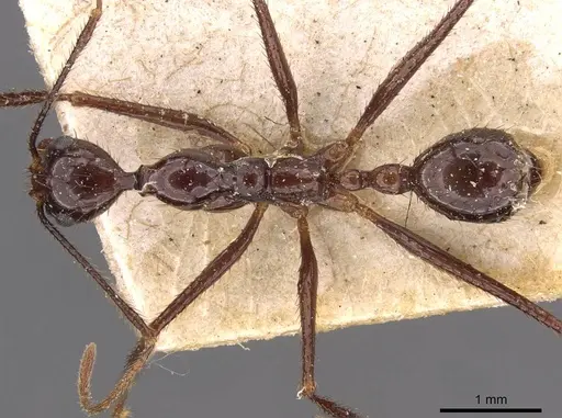 Aphaenogaster feae - CASENT0907707