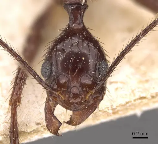 Aphaenogaster feae - CASENT0907707
