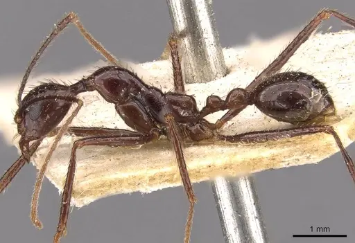 Aphaenogaster feae - CASENT0907707