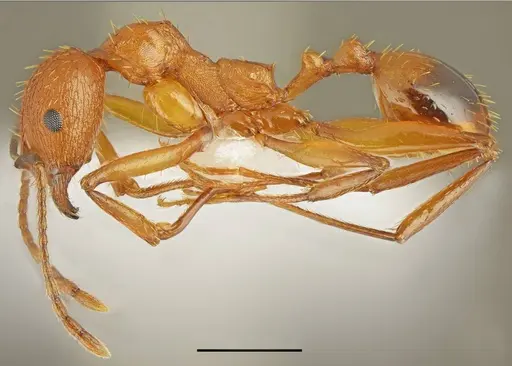 Aphaenogaster festae specimen