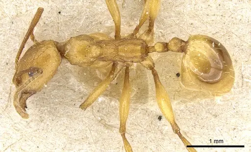 Aphaenogaster festae - CASENT0904169