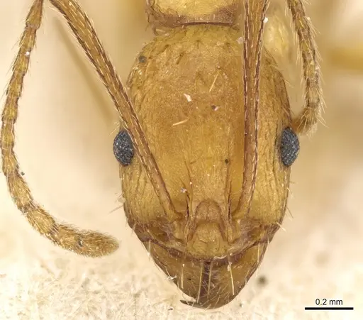 Aphaenogaster festae - CASENT0904169