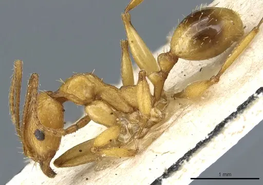 Aphaenogaster festae - CASENT0904169