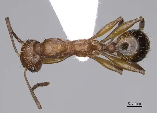 Aphaenogaster festae - CASENT0914234