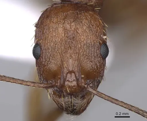 Aphaenogaster festae - CASENT0914234