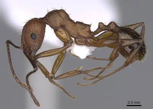 Aphaenogaster festae - CASENT0914234