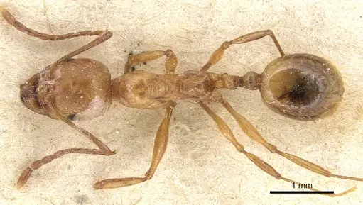 Aphaenogaster fiorii specimen