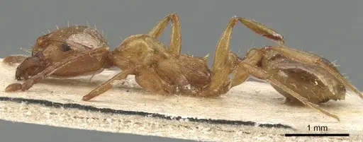 Aphaenogaster fiorii specimen