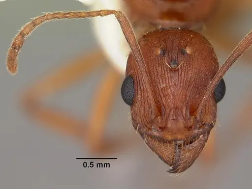 Aphaenogaster flemingi specimen