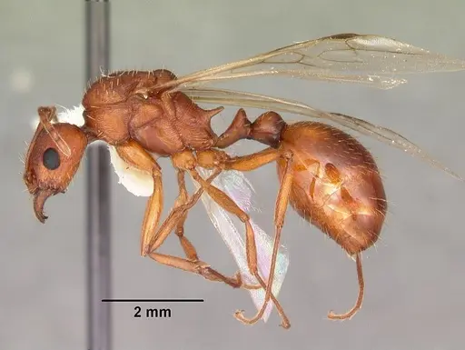 Aphaenogaster flemingi specimen