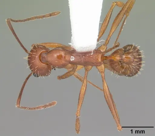 Aphaenogaster flemingi - CASENT0103579