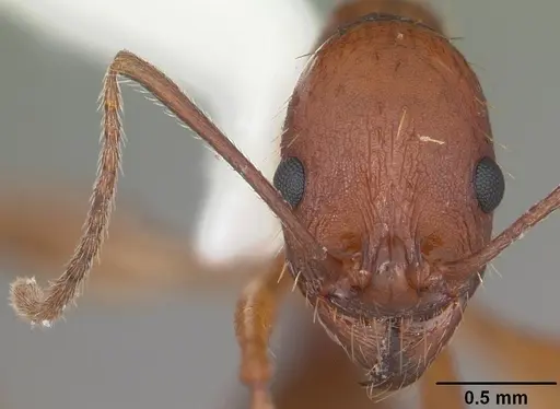 Aphaenogaster flemingi - CASENT0103579