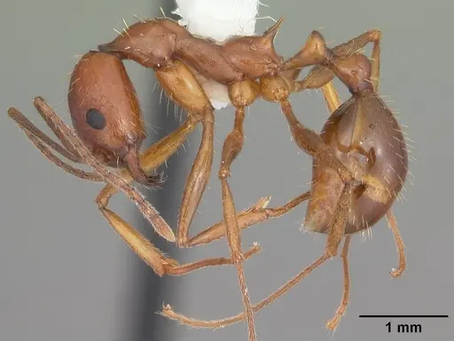 Aphaenogaster flemingi - CASENT0103579