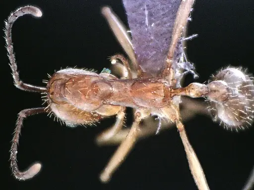 Aphaenogaster floridana specimen