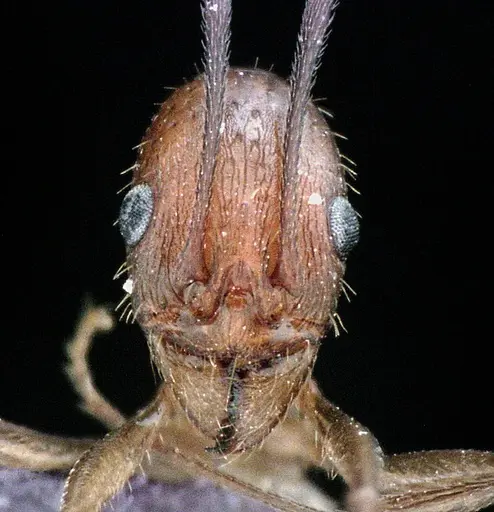 Aphaenogaster floridana specimen