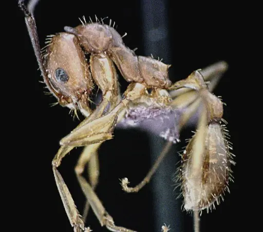 Aphaenogaster floridana specimen