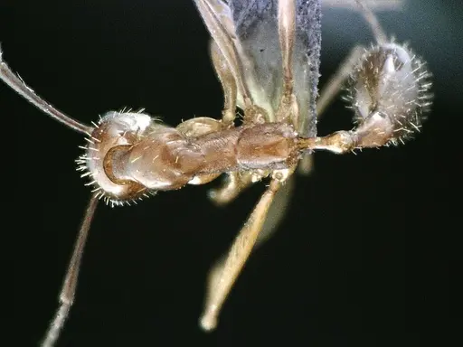 Aphaenogaster floridana - ANTWEB1041501