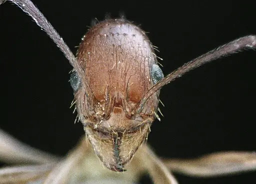 Aphaenogaster floridana - ANTWEB1041501